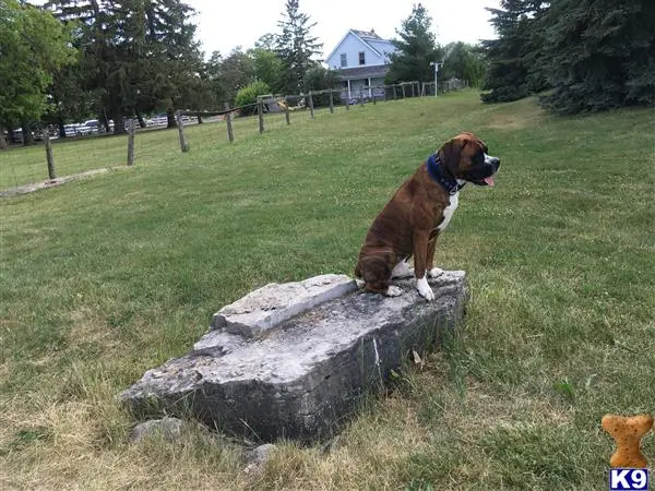 Boxer stud dog: a boxer dog standing on a rock