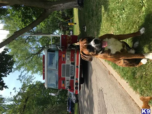 Boxer stud dog: a boxer dog standing on a sidewalk