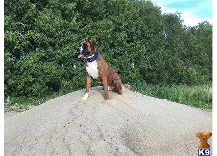 a boxer dog standing on a road