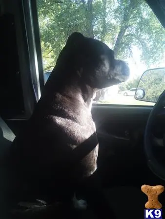 American Pit Bull female dog
