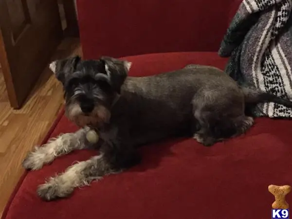 Miniature Schnauzer