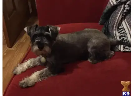 Miniature Schnauzer