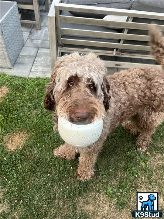 Labradoodle stud dog: a labradoodle dog holding a ball in its mouth