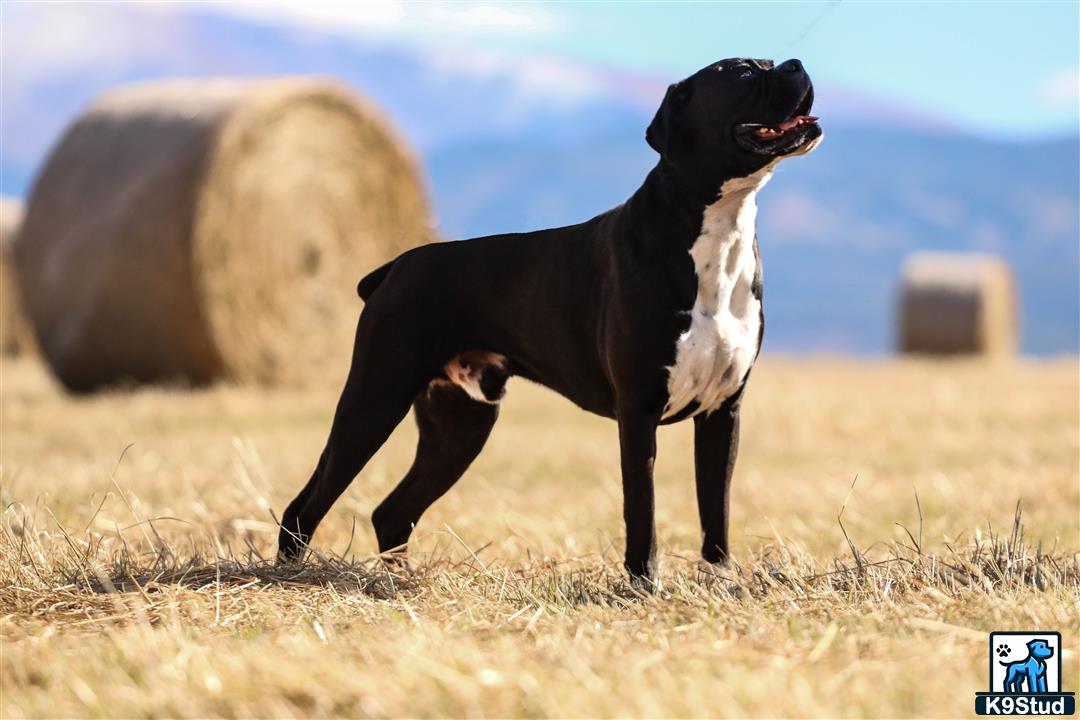 a boxer dog standing in a field