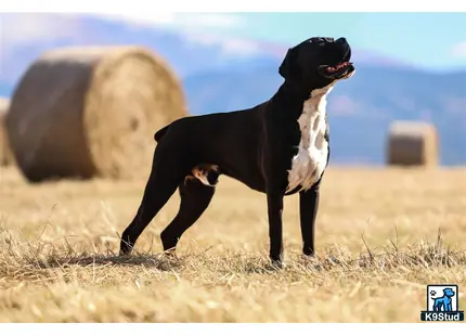 a boxer dog standing in a field
