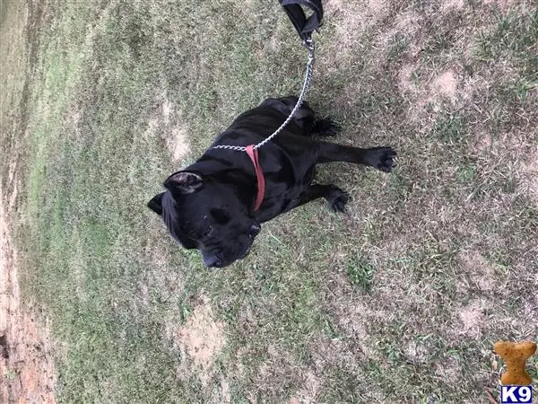 Cane Corso stud dog