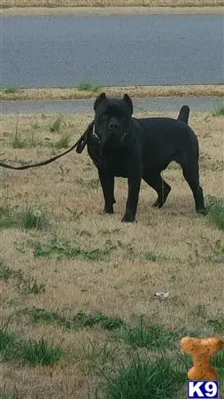 Cane Corso stud dog