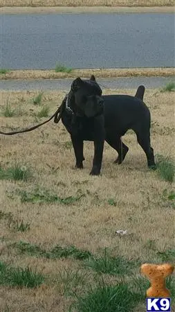 Cane Corso stud dog