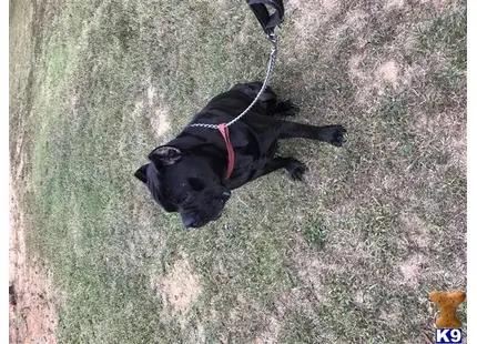 Cane Corso