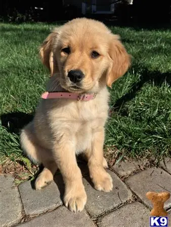 Golden Retriever female dog