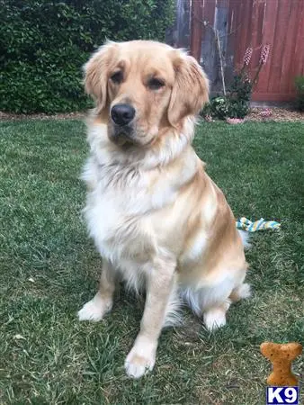 Golden Retriever female dog