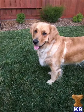 Golden Retriever female dog