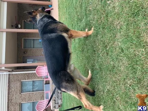 German Shepherd stud dog