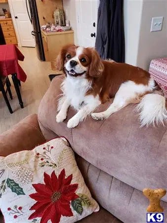 Cavalier King Charles Spaniel stud dog