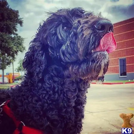 Goldendoodles stud dog