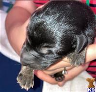 german shepherd puppy posted by bkawalec