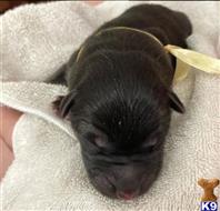 german shepherd puppy posted by bkawalec