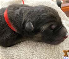 german shepherd puppy posted by bkawalec