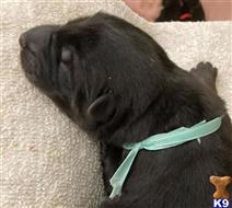 german shepherd puppy posted by bkawalec