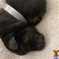 german shepherd puppy posted by bkawalec
