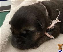 german shepherd puppy posted by bkawalec