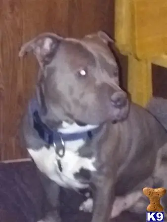 American Pit Bull stud dog