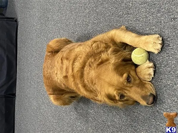 Golden Retriever female dog