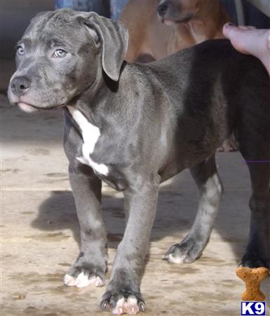 american pit bull puppy posted by blackandbluepits