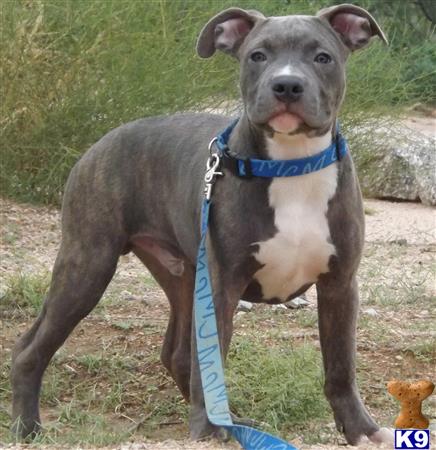 american pit bull puppy posted by blackandbluepits