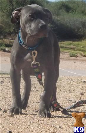 american pit bull puppy posted by blackandbluepits