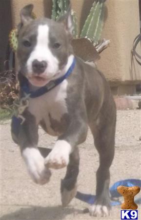 american pit bull puppy posted by blackandbluepits