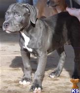 american pit bull puppy posted by blackandbluepits