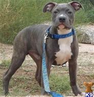 american pit bull puppy posted by blackandbluepits