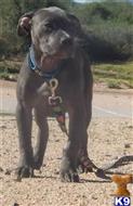 american pit bull puppy posted by blackandbluepits