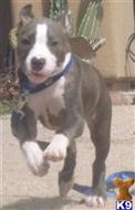 american pit bull puppy posted by blackandbluepits