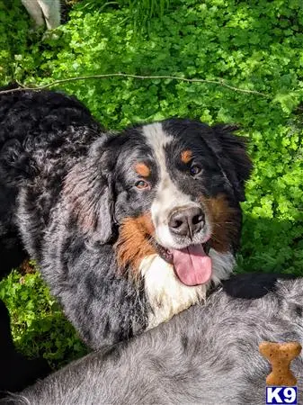 Bernese Mountain Dog