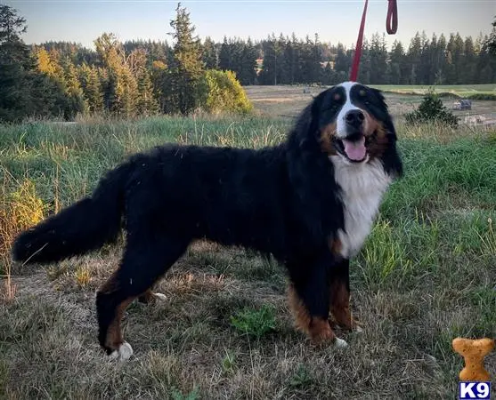 Bernese Mountain Dog stud dog