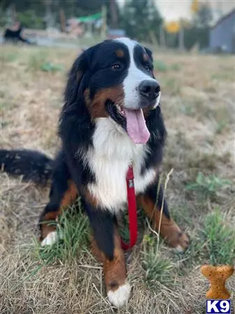 Bernese Mountain Dog stud dog