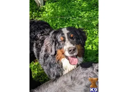 Bernese Mountain Dog