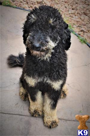 a poodle dog sitting on a sidewalk