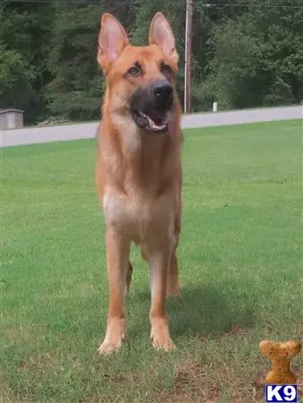 German Shepherd stud dog