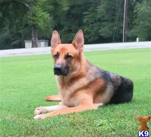 German Shepherd stud dog