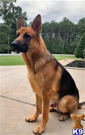 German Shepherd stud dog