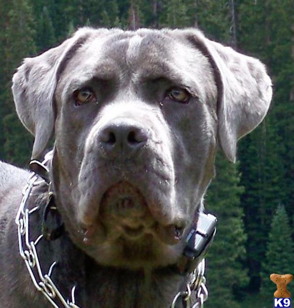 Cane Corso Stud Dog Timo 12 Years old