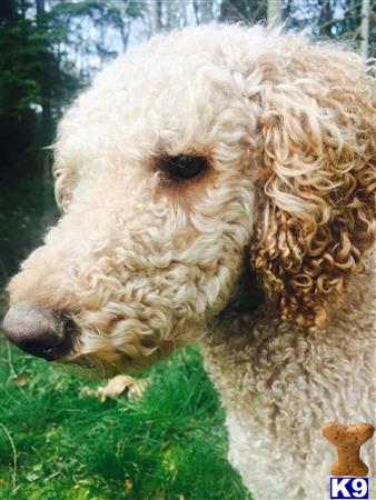a poodle dog with a fluffy haircut