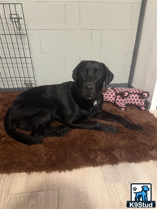 a black labrador retriever dog lying on the floor