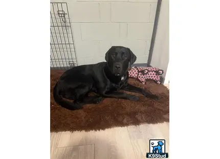 a black labrador retriever dog lying on the floor