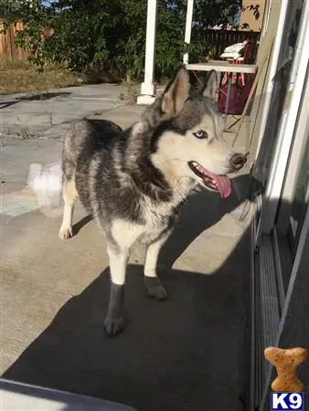 Siberian Husky female dog