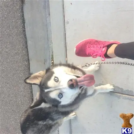 Siberian Husky female dog