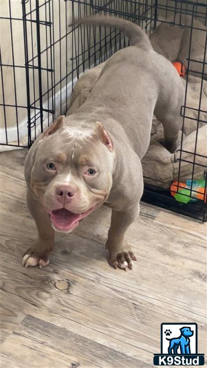 a american bully dog in a cage
